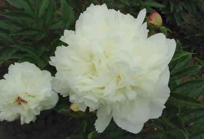 Пион травянистый Айсберг 7Ц (туба) в интернет гипермаркете «Планета Лета». Фото