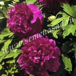 Пион древовидный Пурпурная ночь/ЦКор в интернет гипермаркете «Планета Лета». Фото