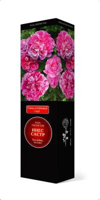 Роза Мейян плетистая Инес Састр Люкс П в интернет гипермаркете «Планета Лета». Фото