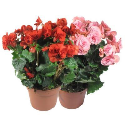 Бегония элатиор mix, Гор14 М в интернет гипермаркете «Планета Лета». Фото