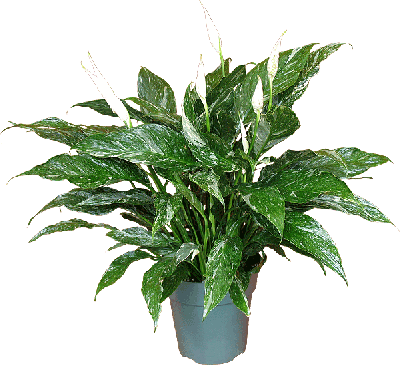 Спатифиллум Variegata, Гор14, Выс55, IV в интернет гипермаркете «Планета Лета». Фото