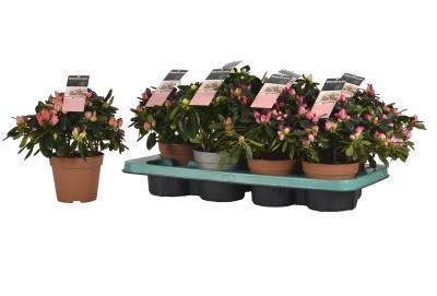 Рододендрон Mix, Гор12, Выс30 в интернет гипермаркете «Планета Лета». Фото
