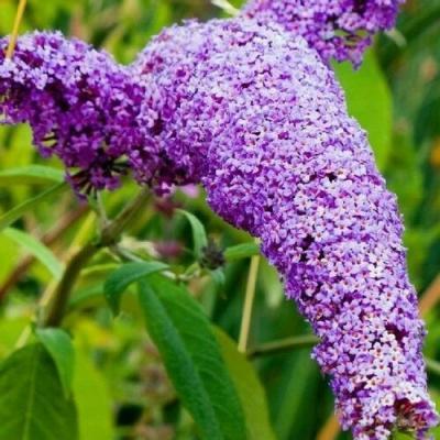 Буддлея Давида Бодер Бьюти П в интернет гипермаркете «Планета Лета». Фото