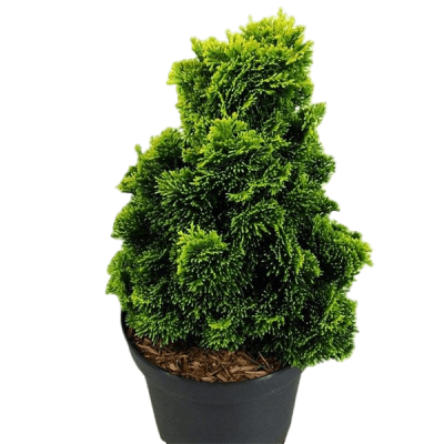 Кипарисовик т.Butterball, Гор18, Выс20 в интернет гипермаркете «Планета Лета». Фото