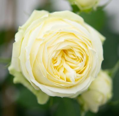 Роза чайно-гибридная Веддинг Пиано Гор 23 М в интернет гипермаркете «Планета Лета». Фото