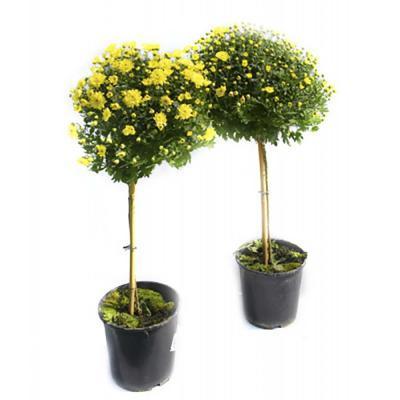 Хризантема на штамбе, Гор19, Выс75 в интернет гипермаркете «Планета Лета». Фото