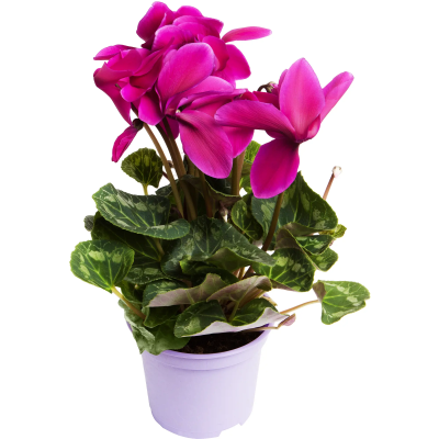 Цикламен крупноцветковый, Гор15 М Уценка!!! в интернет гипермаркете «Планета Лета». Фото