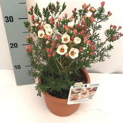 Хамелациум, Гор14, Выс40 в интернет гипермаркете «Планета Лета». Фото