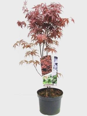 Клен пальм.Bloodgood, Гор40, Выс150 И в интернет гипермаркете «Планета Лета». Фото