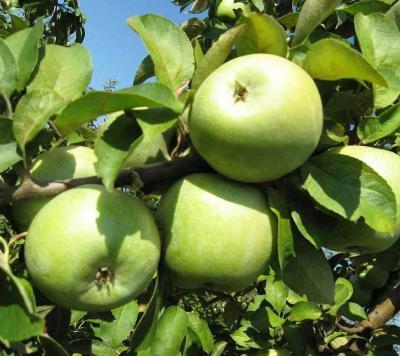 Яблоня карликовая Семеренко 1-летка ОКС Н130 в интернет гипермаркете «Планета Лета». Фото