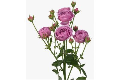 Роза спрей Мисти Баблс 23 М в интернет гипермаркете «Планета Лета». Фото