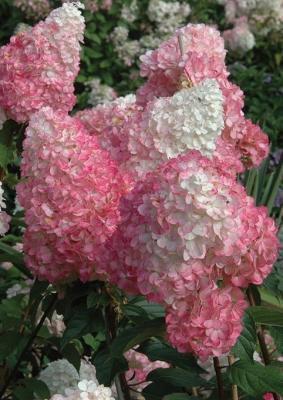Гортензия метельчатая Пинк Леди 7Ц в интернет гипермаркете «Планета Лета». Фото
