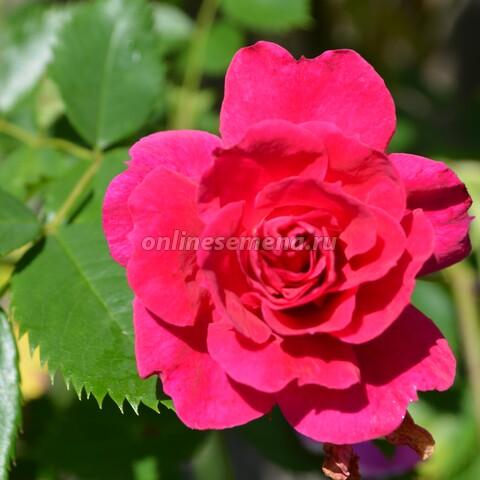 Роза канадская полуплетистая Капитан Самуэль Холланд П в интернет гипермаркете «Планета Лета». Фото