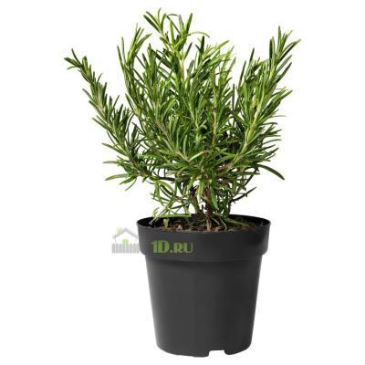 Розмарин, Гор11, Выс20 в интернет гипермаркете «Планета Лета». Фото
