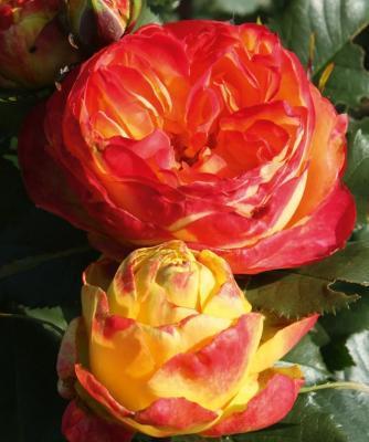 Роза спрей Вулканика Гор 23 М в интернет гипермаркете «Планета Лета». Фото