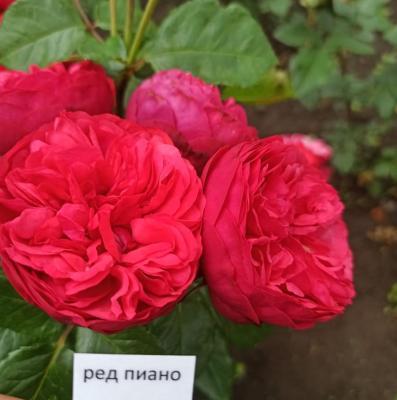 Роза чайно-гибридная Ред Пиано ОКС в интернет гипермаркете «Планета Лета». Фото