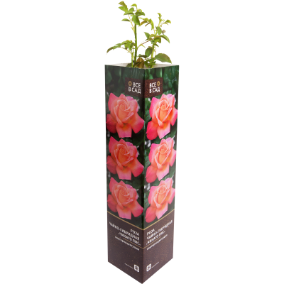 Роза чайно-гибридная Чикаго Пис/ЦКор П в интернет гипермаркете «Планета Лета». Фото