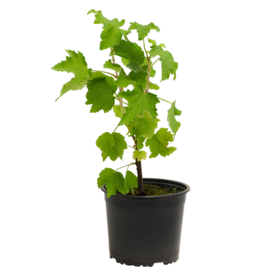 Смородина белая Смольяниновская, С2 П в интернет гипермаркете «Планета Лета». Фото