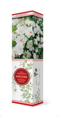 Роза миниатюрная Вайт Кове П в интернет гипермаркете «Планета Лета». Фото