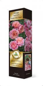 Роза плетистая Пенни Лэйн П в интернет гипермаркете «Планета Лета». Фото