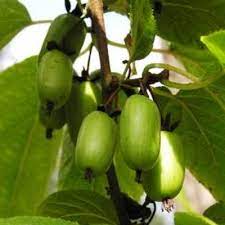 Актинидия аргута Солнечный (муж) П в интернет гипермаркете «Планета Лета». Фото