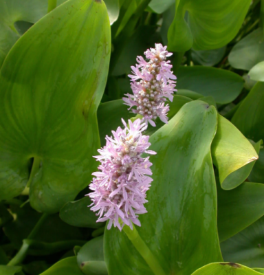 Понтедерия розовая, Гор.18 М в интернет гипермаркете «Планета Лета». Фото