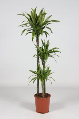 Драцена Fr Lemon Lime 3 pp, Гор21, Выс100, II в интернет гипермаркете «Планета Лета». Фото