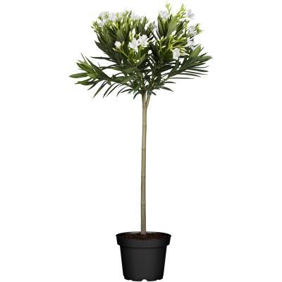 Олеандр на штамбе С9, РА40 И в интернет гипермаркете «Планета Лета». Фото