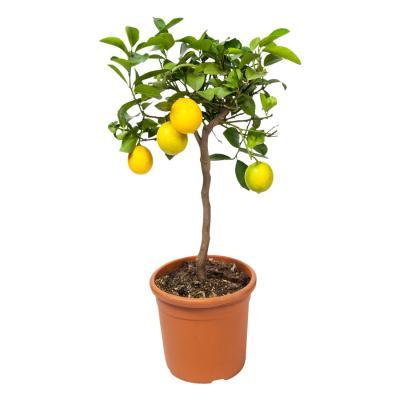 Цитрус Lemon on stam, Гор20, Выс70 в интернет гипермаркете «Планета Лета». Фото