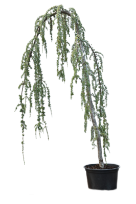 Кедр атласский Glauca pendula штамб, Гор80, Выс200-250 И в интернет гипермаркете «Планета Лета». Фото