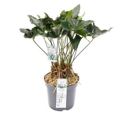 Антуриум Arrow, Гор14, Выс50 в интернет гипермаркете «Планета Лета». Фото