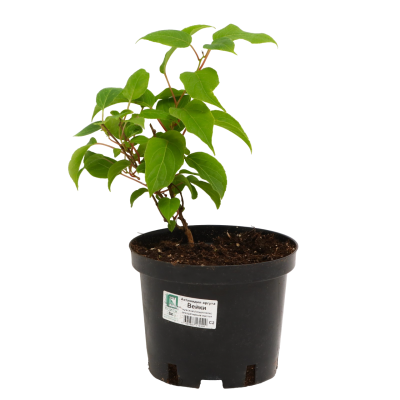 Актинидия аргута Вейки, С2 П в интернет гипермаркете «Планета Лета». Фото