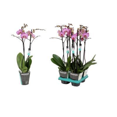 Фаленопсис 2 pp сортовой, Гор12, Выс70 в интернет гипермаркете «Планета Лета». Фото