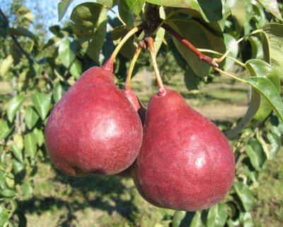 Груша колоновидная Кармен 2-летка С4 Выс60 в интернет гипермаркете «Планета Лета». Фото