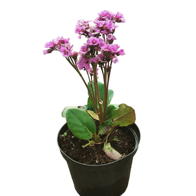 Бадан сердцелистный, Гор12, Выс25 в интернет гипермаркете «Планета Лета». Фото