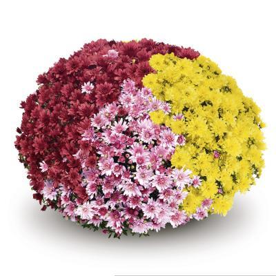 Хризантема мультифлора ТРИО подвес, Гор27 М в интернет гипермаркете «Планета Лета». Фото