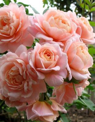 Роза чайно-гибридная Гейша Гор 23 М в интернет гипермаркете «Планета Лета». Фото