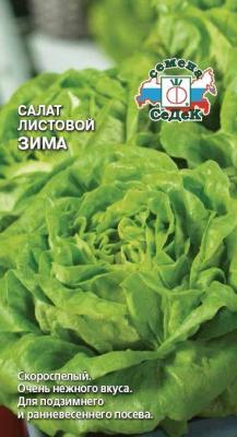 Салат Зима листовой в интернет гипермаркете «Планета Лета». Фото