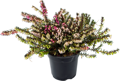 Эрика микс, Гор11, Выс20 в интернет гипермаркете «Планета Лета». Фото