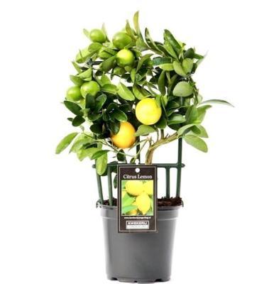Цитрофортунелла Red Lime, Гор22, Выс90 в интернет гипермаркете «Планета Лета». Фото