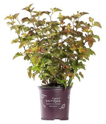 Пузыреплодник калинолистный Amber Jubilee, Гор19 М в интернет гипермаркете «Планета Лета». Фото