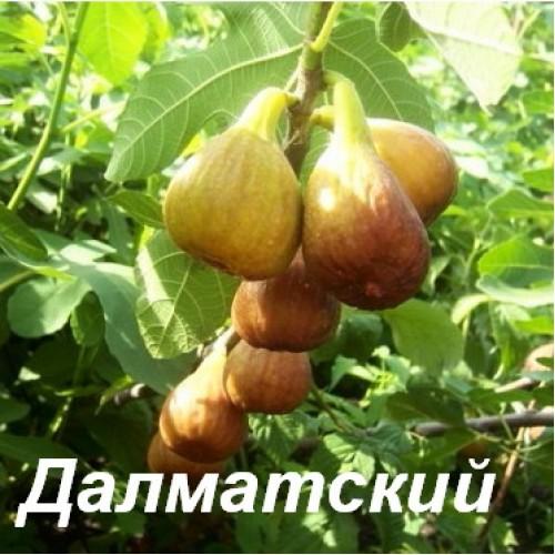 Инжир Долматский 2-летка С4 Выс80 в интернет гипермаркете «Планета Лета». Фото