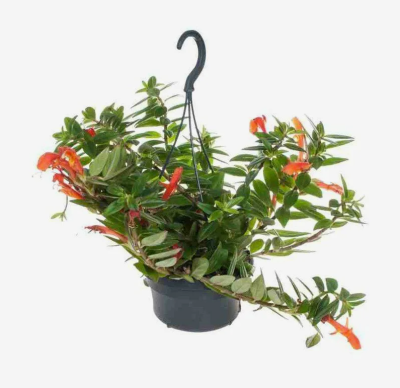 Колумнея Krakatau, Гор22, Выс60 в интернет гипермаркете «Планета Лета». Фото