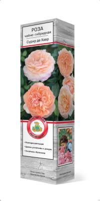 Роза чайно-гибридная Сурир де Хавр/ЦКор П в интернет гипермаркете «Планета Лета». Фото