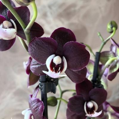 Фаленопсис 2 pp Kaoda Twinkle, Гор12, Выс50 в интернет гипермаркете «Планета Лета». Фото