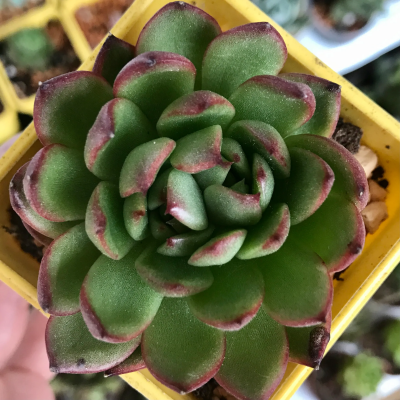 Эчеверия Cristmass, Гор11, Выс15 в интернет гипермаркете «Планета Лета». Фото