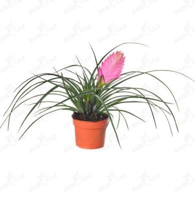 Тилландсия Anita, Гор9, Выс30 в интернет гипермаркете «Планета Лета». Фото