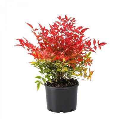 Нандина DOMESTICA MOON BAY, Гор25, Выс40-60 И в интернет гипермаркете «Планета Лета». Фото