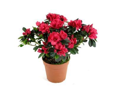 Рододендрон Rabatz, Гор30, Выс60 в интернет гипермаркете «Планета Лета». Фото