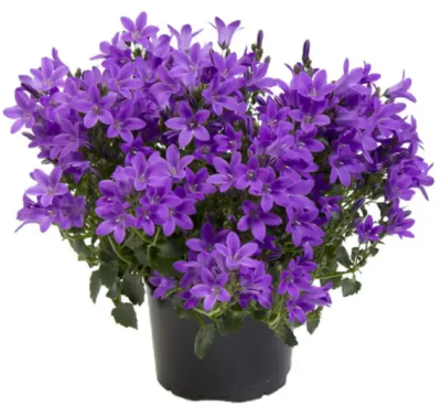 Колокольчик микс, Гор11, Выс20 в интернет гипермаркете «Планета Лета». Фото